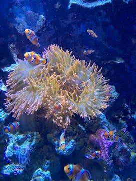 仙台うみの杜水族館に投稿された画像（2024/7/14）