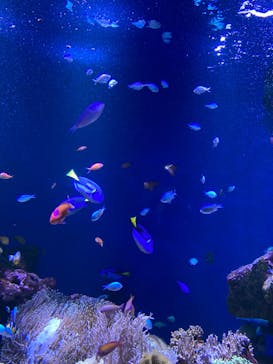 仙台うみの杜水族館に投稿された画像（2024/7/14）