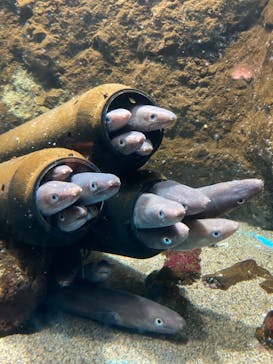 仙台うみの杜水族館に投稿された画像（2024/7/14）