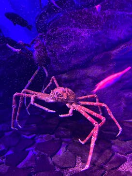 仙台うみの杜水族館に投稿された画像（2024/7/14）