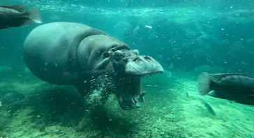 天王寺動物園に投稿された画像（2024/7/14）