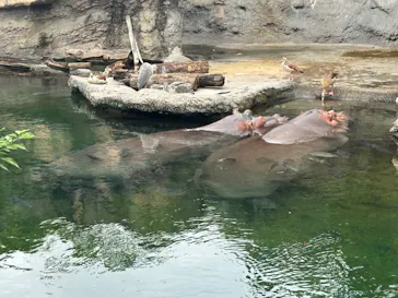 天王寺動物園に投稿された画像（2024/7/14）