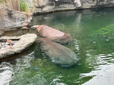 天王寺動物園に投稿された画像（2024/7/14）