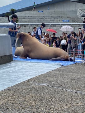 大分マリーンパレス水族館 「うみたまご」に投稿された画像（2024/7/14）