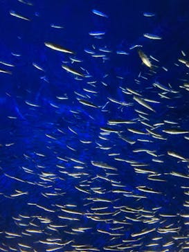 大分マリーンパレス水族館 「うみたまご」に投稿された画像（2024/7/14）