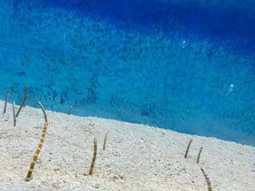 大分マリーンパレス水族館 「うみたまご」に投稿された画像（2024/7/14）