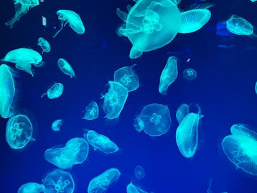 名古屋港水族館に投稿された画像（2024/7/14）