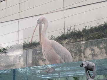 サンシャイン水族館に投稿された画像（2024/7/14）