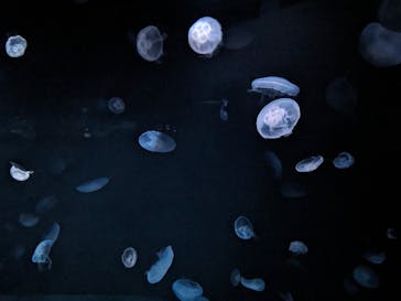 サンシャイン水族館に投稿された画像（2024/7/14）