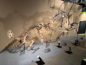 福井県立恐竜博物館に投稿された画像（2024/7/14）