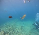 沖縄マリンサービス碧に投稿された画像（2024/7/14）