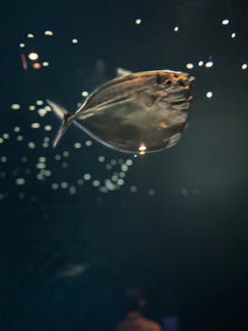 環境水族館アクアマリンふくしまに投稿された画像（2024/7/14）