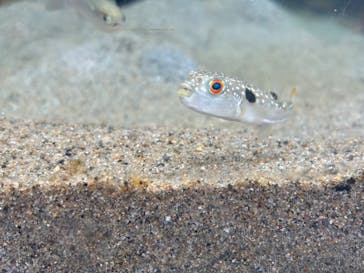 環境水族館アクアマリンふくしまに投稿された画像（2024/7/14）