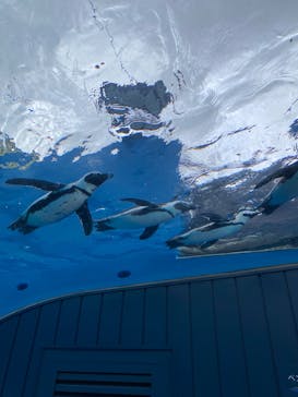サンシャイン水族館に投稿された画像（2024/7/14）