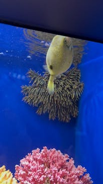 サンシャイン水族館に投稿された画像（2024/7/14）
