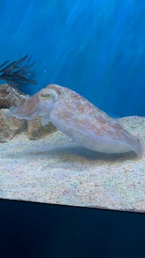 サンシャイン水族館に投稿された画像（2024/7/14）