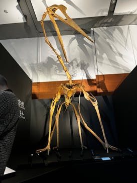 DinoScience 恐竜科学博 ～ララミディア大陸の恐竜物語～ 2024@OSAKAに投稿された画像（2024/7/14）