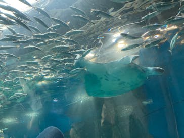 マクセル アクアパーク品川に投稿された画像（2024/7/14）