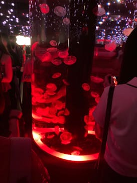 マクセル アクアパーク品川に投稿された画像（2024/7/14）