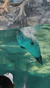 アクアワールド茨城県大洗水族館に投稿された画像（2024/7/14）