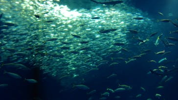 アクアワールド茨城県大洗水族館に投稿された画像（2024/7/14）