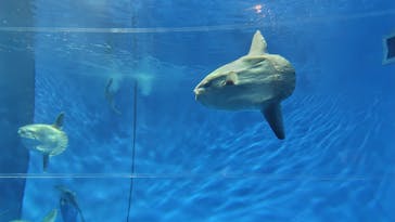 アクアワールド茨城県大洗水族館に投稿された画像（2024/7/14）