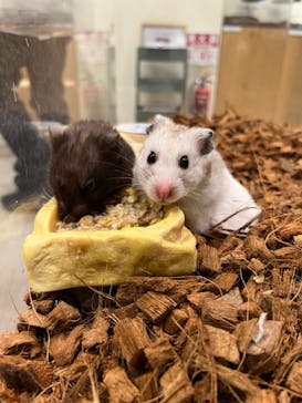 Moff animal cafe イオンモール新利府店に投稿された画像（2024/7/14）