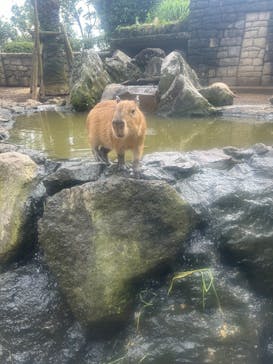伊豆シャボテン動物公園に投稿された画像（2024/7/14）