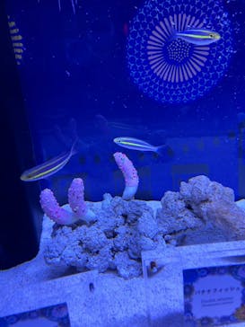 マクセル アクアパーク品川に投稿された画像（2024/7/14）