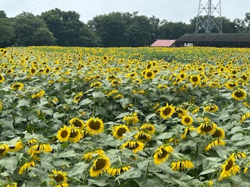 成田ゆめ牧場に投稿された画像（2024/7/14）