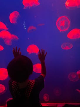 大分マリーンパレス水族館 「うみたまご」に投稿された画像（2024/7/14）