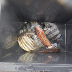 うぐるBOXに投稿された画像（2024/7/14）