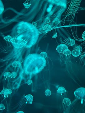 アクアワールド茨城県大洗水族館に投稿された画像（2024/7/14）