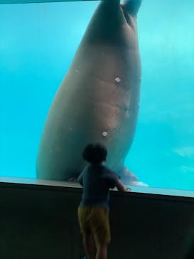 大分マリーンパレス水族館 「うみたまご」に投稿された画像（2024/7/14）