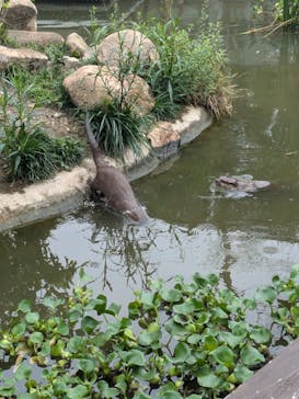 神戸どうぶつ王国に投稿された画像（2024/7/14）