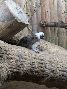 神戸どうぶつ王国に投稿された画像（2024/7/14）