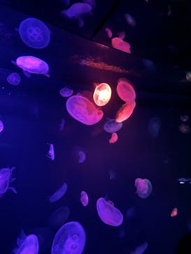 サンシャイン水族館に投稿された画像（2024/7/14）