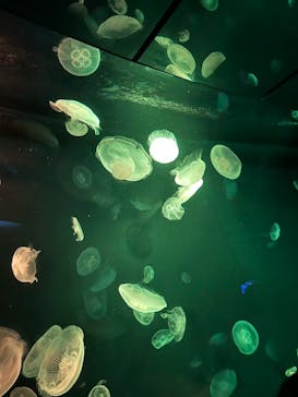 サンシャイン水族館に投稿された画像（2024/7/14）