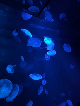 サンシャイン水族館に投稿された画像（2024/7/14）