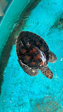 串本海中公園水族館に投稿された画像（2024/7/14）