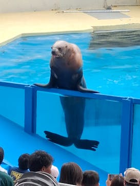 伊豆・三津シーパラダイスに投稿された画像（2024/7/14）