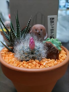 伊豆シャボテン動物公園に投稿された画像（2024/7/14）