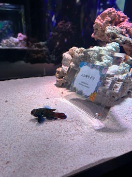 マクセル アクアパーク品川に投稿された画像（2024/7/14）