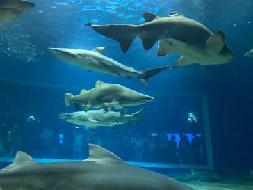 アクアワールド茨城県大洗水族館に投稿された画像（2024/7/14）