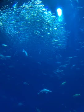 アクアワールド茨城県大洗水族館に投稿された画像（2024/7/14）