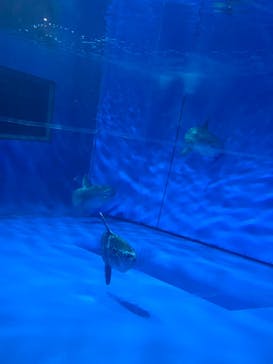 アクアワールド茨城県大洗水族館に投稿された画像（2024/7/14）