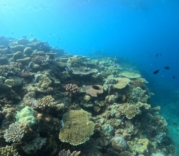 沖縄ダイビングショップシーモールに投稿された画像（2024/7/14）