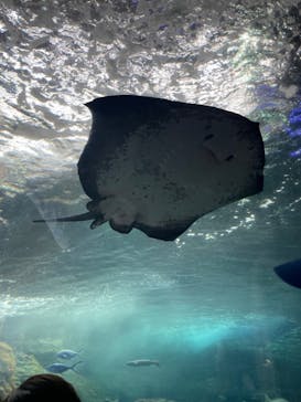 新江ノ島水族館に投稿された画像（2024/7/14）