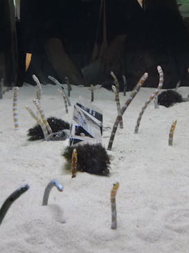 京都水族館に投稿された画像（2024/7/14）