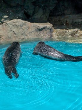 アクアワールド茨城県大洗水族館に投稿された画像（2024/7/14）
